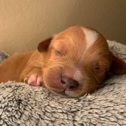 SmithDoodles BOY 4 - Apricot male Goldendoodle puppy in Portland, Oregon from Smith Family Doodles