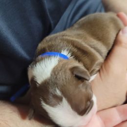 Boston Terrier Puppies from Amanda's Terriers