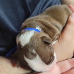 Boston Terrier Puppies from Amanda's Terriers