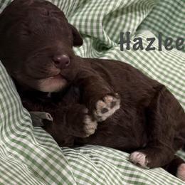 Hazlee - Brown female Poodle puppy in Carrollton, Georgia from Dande Poodles, LLC