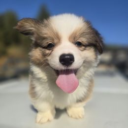 Delta (FLUFFY) championship bloodlines - Sable male Pembroke Welsh Corgi puppy in Valley, Washington from Enchanted Valley Paws