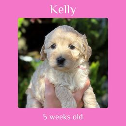 Kelly - pink collar - Cream female Labradoodle puppy in Beavercreek, Oregon from Auburn Sky Labradoodles