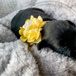 Miniature Schnauzer Puppies from Laurel Crown Schnauzers