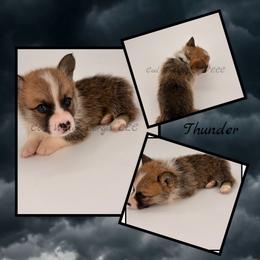 Thunder - Red male Pembroke Welsh Corgi puppy in Kiowa, Colorado from Cool Water Corgis LLC