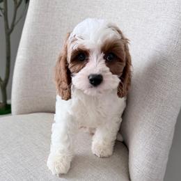 Briar ( guardian home) - Parti male Goldendoodle puppy in Apopka, Florida from The Classic Doodle