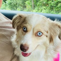 "Jasmine chilling in dad's lap" Miniature Australian Shepherd and Toy Australian Shepherd All Grown Up from Lowery’s Little Aussies