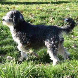 Bernedoodles and Miniature Australian Shepherds from Miller's Aussie,Bernedoodle Pups!