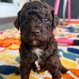 Paprika - Chocolate female Goldendoodle puppy in Brooksville, Florida from Spring Prairie Doodles