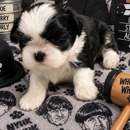 Moe - Black and white male Shih Tzu puppy in Suwanee County, Florida from Everlasting Shih Tzu
