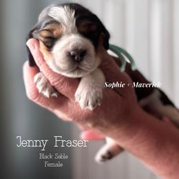 Jenny MacKenzie - Liver white and tan female English Springer Spaniel puppy in Tupalo, Mississippi from Butterfield Trail Farm