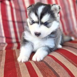 Roman - Gray and white male Pomsky puppy in Mc Callsburg, Iowa from SZ Rolling Acres LLC