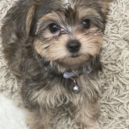Maltipoo, Poodle, Yorkipoo, and Yorkshire Terrier Puppies from Boujie Pups