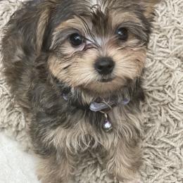 Maltipoo, Poodle, Yorkipoo, and Yorkshire Terrier Puppies from Boujie Pups
