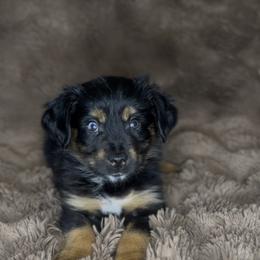 Remington - Black tri female Miniature Australian Shepherd puppy in Queen Creek, Arizona from Arizona Aussies