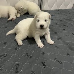 Samoyed Puppies from The Floof Brigade
