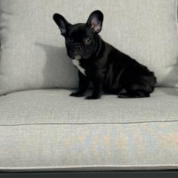 Liberty - Brindle and white female French Bulldog puppy in Lakeland, Florida from Bulldog Chronicles
