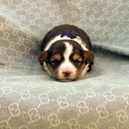Noble-- Fluffy - White and black male Pembroke Welsh Corgi puppy in Oak City, Utah from Shells’ Corgis