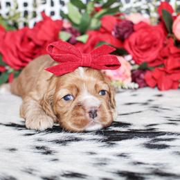 Abbie - Red female Cocker Spaniel puppy in Rattan, Oklahoma from Double M Cocker Spaniels