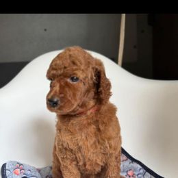 Boy 1 - Red  male Poodle puppy in Houston, Texas from Everyday Poodles
