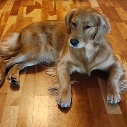 Cleopatra - Golden Retriever