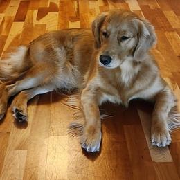 Cleopatra - Golden Retriever