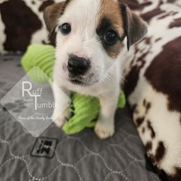 Girl 2 - White and tan female Russell Terrier puppy in Harvel, Illinois from Ruff and Tumble Russell Terriers