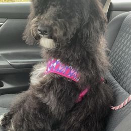 Cockapoos, Goldendoodles, and Poodles from Graceful Doodles and Poodles LLC