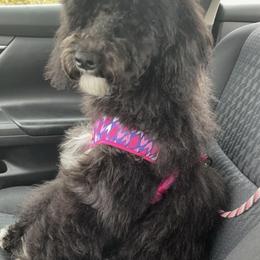 Cockapoos, Goldendoodles, and Poodles from Graceful Doodles and Poodles LLC