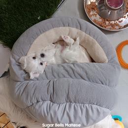 Maltese Puppies from SugarBellsMaltese