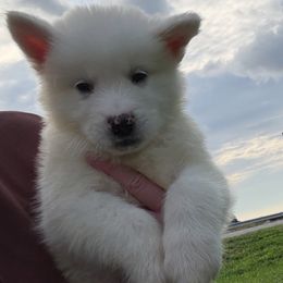 Shazam - White male Alaskan Malamute puppy in Easton, Maryland from Stars Howl-O Kennels by FurEver Friends Inc