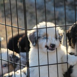Australian Shepherd Puppies from Westrip Angus & Aussies