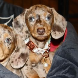 Dachshunds and Golden Retrievers from Mount Calm Golden Retrievers