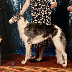 Lil Blu - Borzoi