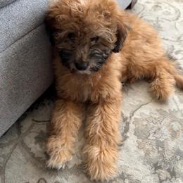 Goldendoodle Puppies from Golden Nest Doodles