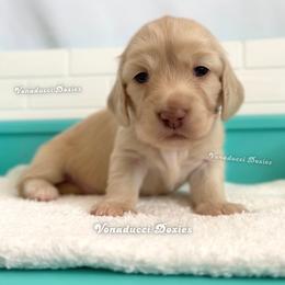 Blanca Nieves - Cream female Dachshund puppy in Chandler, Arizona from Vonaducci Doxies, LLC.