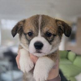 Lena - Red and white female American Corgi puppy in Centerville, Tennessee from Katerina's American Corgis