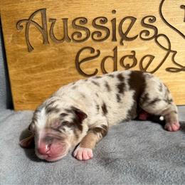 Cilantro - Red merle male Australian Shepherd puppy in Tuftonboro, New Hampshire from Aussies Edge Farm