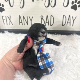 Max - Tri-color male Yorkipoo puppy in Apple Valley, California from Boujeepups
