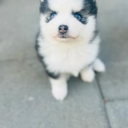 Buttons - Black and white female Pomsky puppy in Yavapai County, Arizona from Pawsh Pomskies
