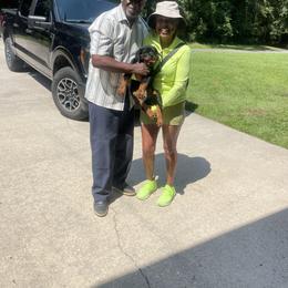 Boy 5 - Black and mahogany male Rottweiler puppy in Tallahassee, Florida from Patrick's Pups
