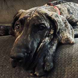 Atlas - Great Dane
