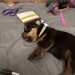 Gray boy - Black and mahogany male Rottweiler puppy in Colorado Springs, Colorado from Von Locher Rotties