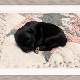 Tom - Black male Miniature Schnauzer puppy in Summerfield, Florida from M & M Schnauzers