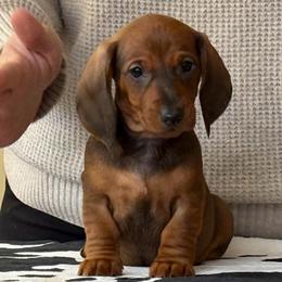 Purple Collar Girl - Red female Dachshund puppy in Baltimore, Maryland from Passport Dachshunds