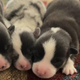 American Corgis and Pembroke Welsh Corgis from Flying K Corgis