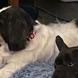 Shetland Sheepdogs and Shih Tzus from Jackie Dingess's Shih Tzu and Shetland Sheepdogs