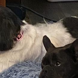 Shetland Sheepdogs and Shih Tzus from Jackie Dingess's Shih Tzu and Shetland Sheepdogs