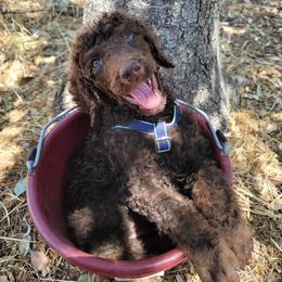 Border Collies, Bordoodles, and Poodles from Hals Pals K9s