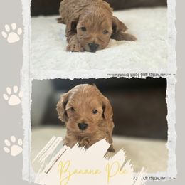 Banana Cream Pie - Red  female Goldendoodle puppy in Newdale, Idaho from Canyon Creek Puppies