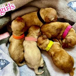 Girl 1 - Buff female Cocker Spaniel puppy in Port Washington, New York from Belive in Dreams Cockers